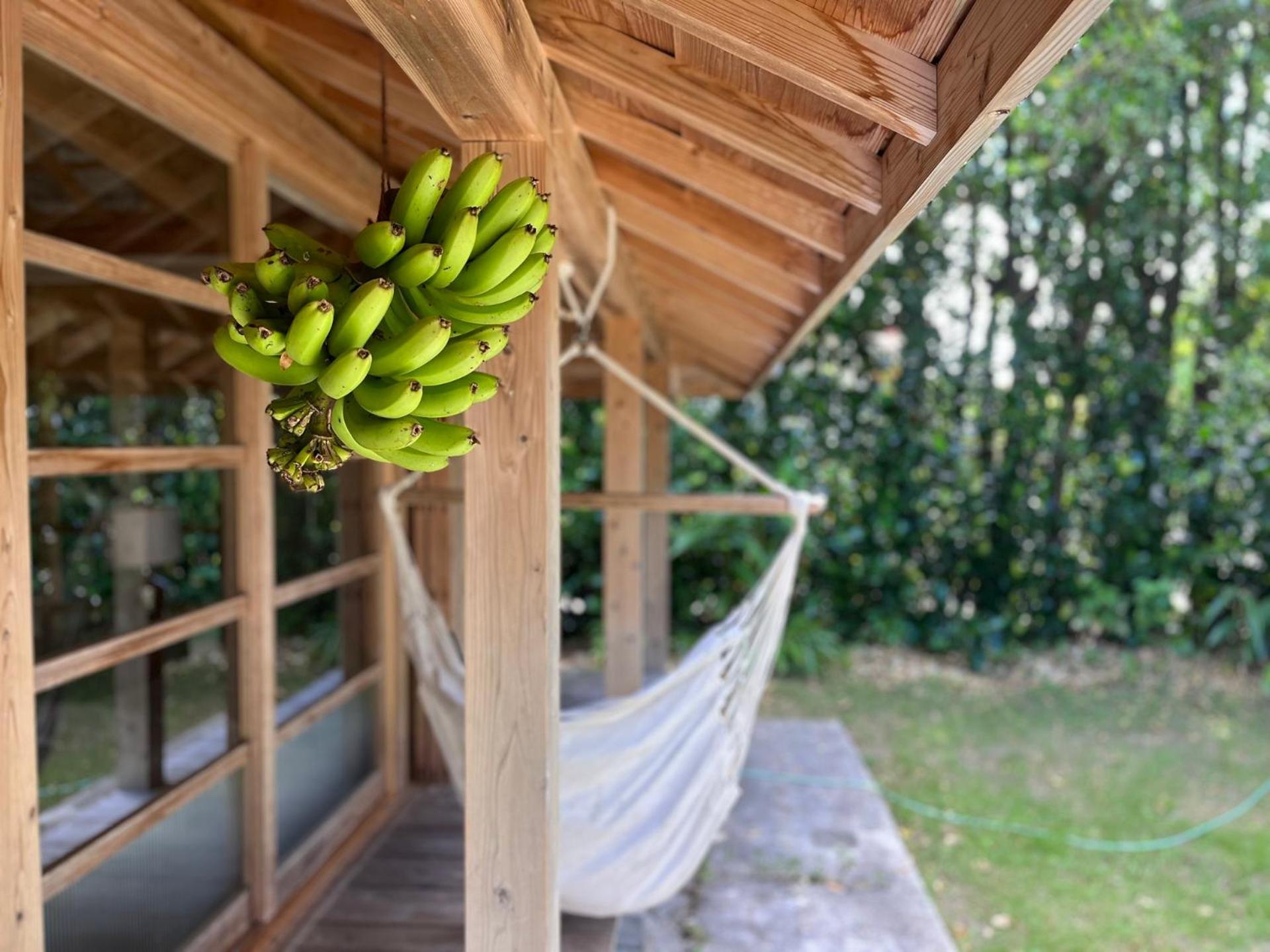 フクギに囲まれた家 さばんぎ沖縄古民家 Savangi Okinawan Designed Folk House Nakijin Exterior photo